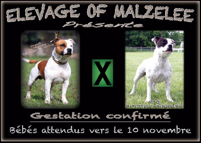 chiot Staffordshire Bull Terrier Of Malzelee