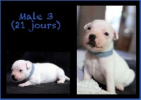CHIOT male 3