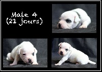 CHIOT male 4