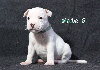 CHIOT male 5