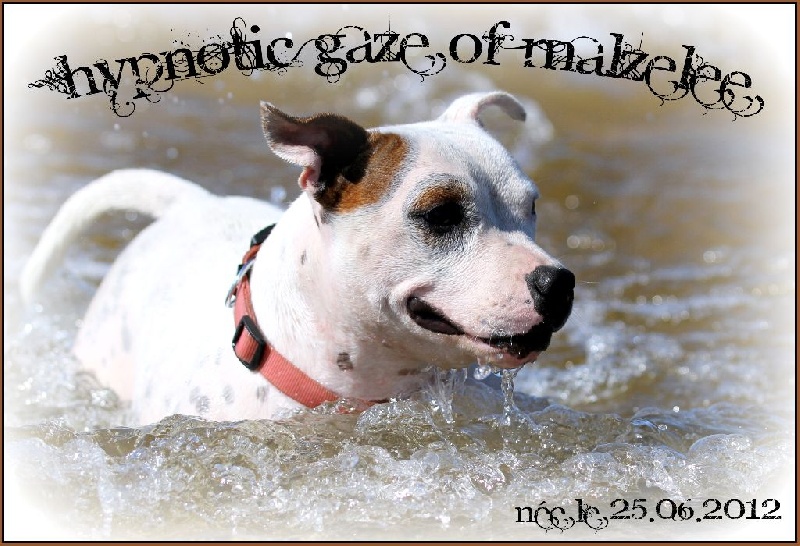 Hypnotic gaze Of Malzelee