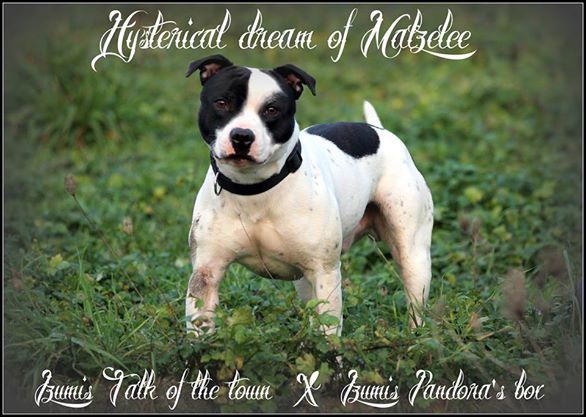 Hysterical dream Of Malzelee