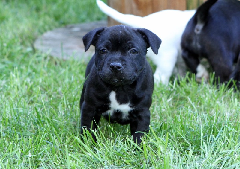 Of Malzelee - Staffordshire Bull Terrier - Portée née le 20/03/2014