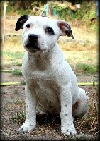 CHIOT 3