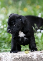 CHIOT Mâle 3