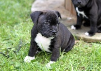 CHIOT femelle 3