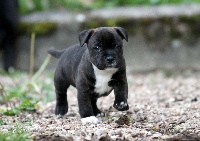 CHIOT Mâle 1