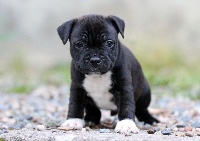 CHIOT Mâle 2