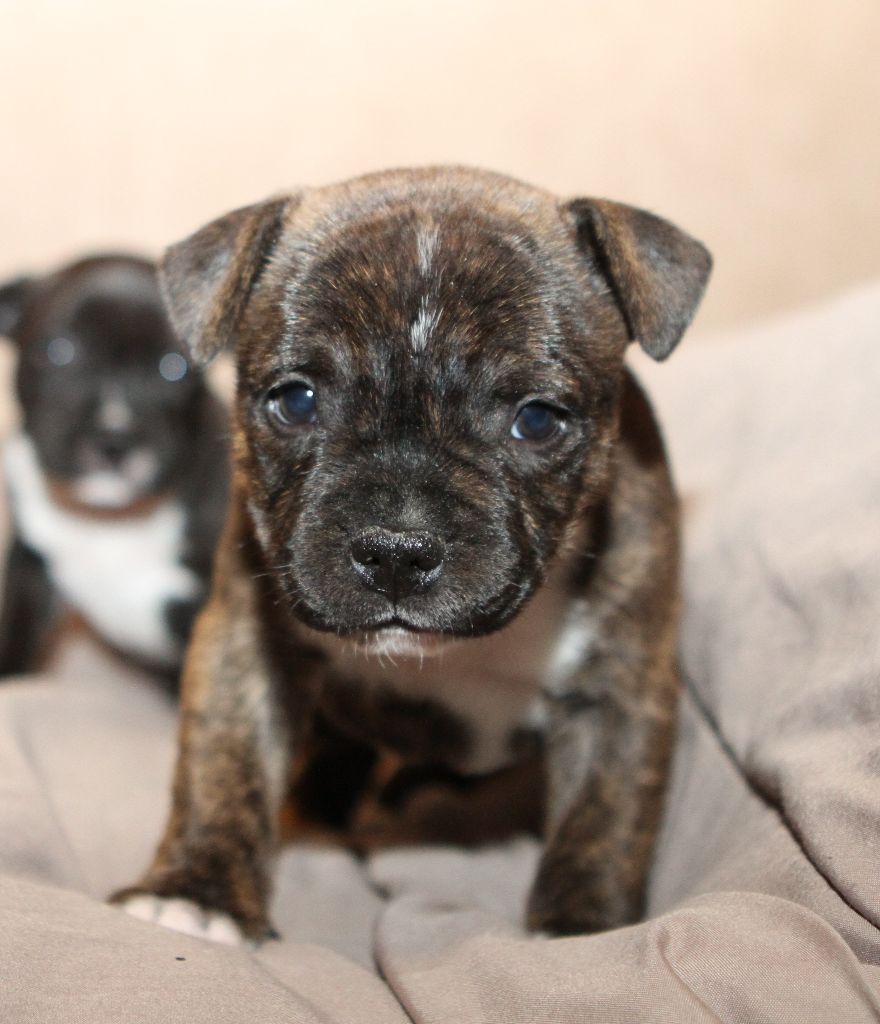 Of Malzelee - Staffordshire Bull Terrier - Portée née le 10/12/2017