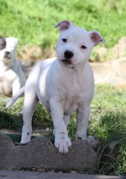 Of Malzelee - Staffordshire Bull Terrier - Portée née le 10/08/2015
